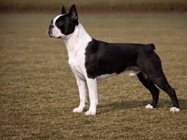 Boston Terrier