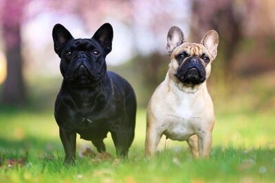 Bouledogue Français