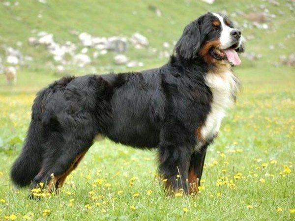 Bouvier Bernois