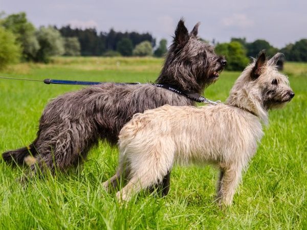 Bouvier des Ardennes