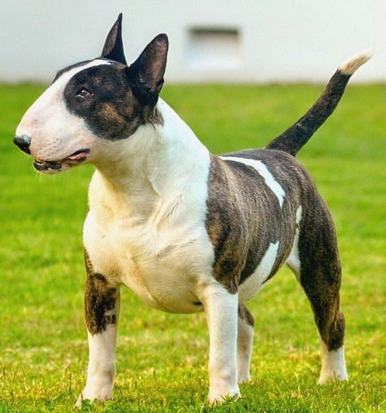Bull Terrier
