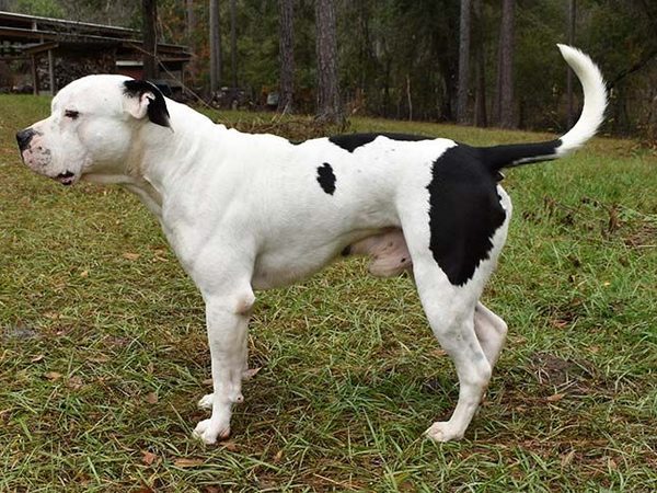 Bulldog Américain