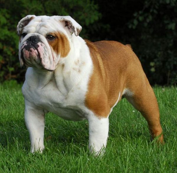 Bulldog Anglais