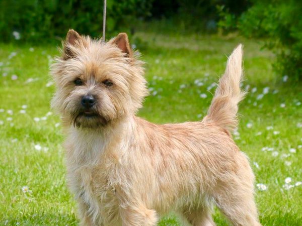 Cairn Terrier