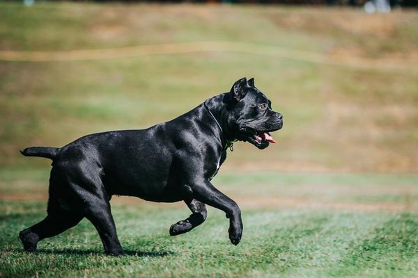 Cane Corso