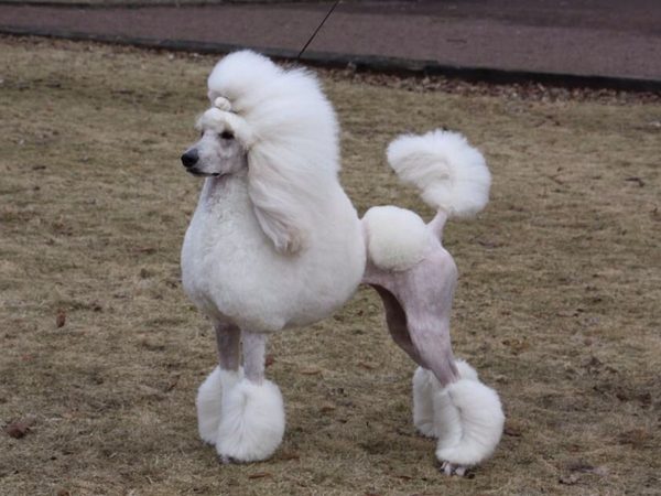 Caniche
