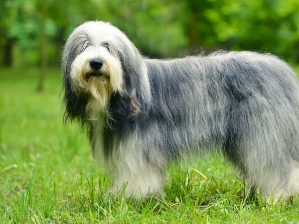 Chien de berger anglais ancestral