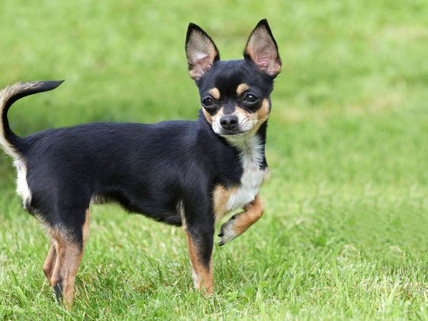Chihuahua