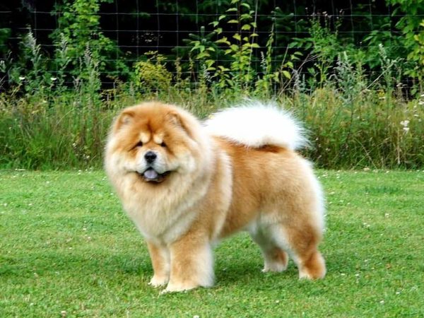 Chow Chow