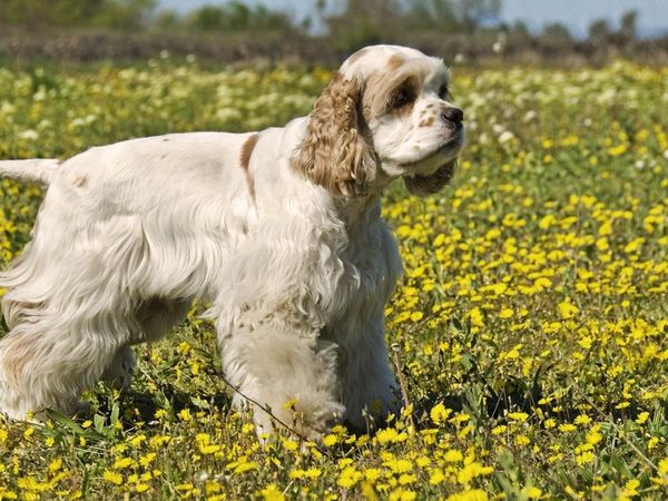 Cocker spaniel Americain