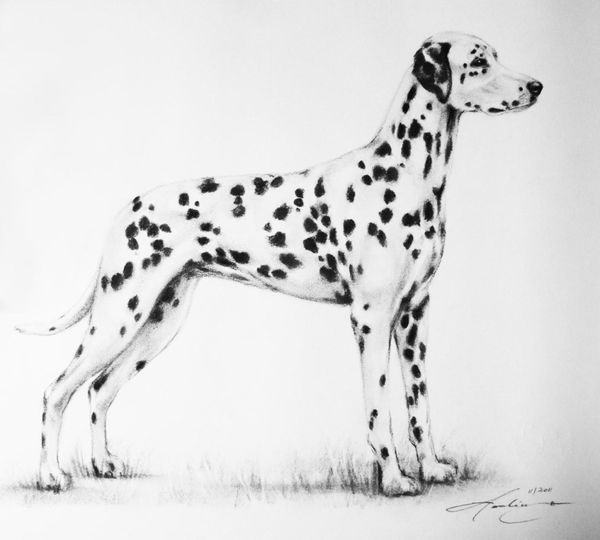 Dalmatien