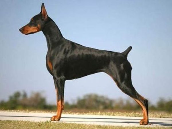 Dobermann