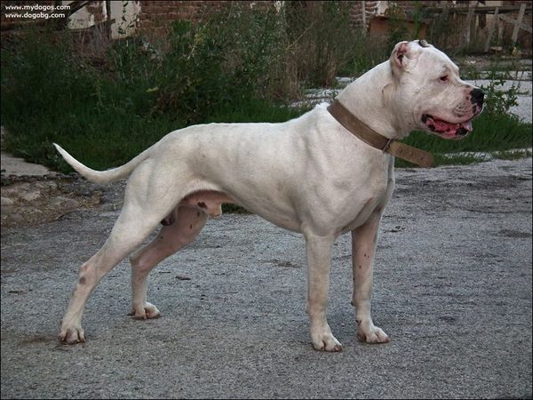 Dogo Argentino