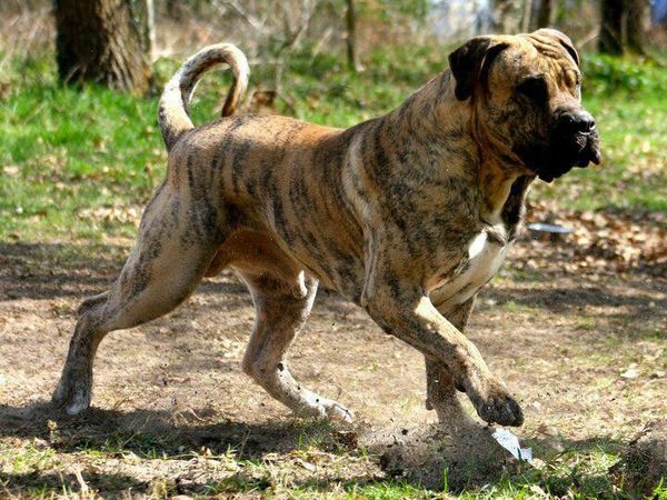 Dogo Canario