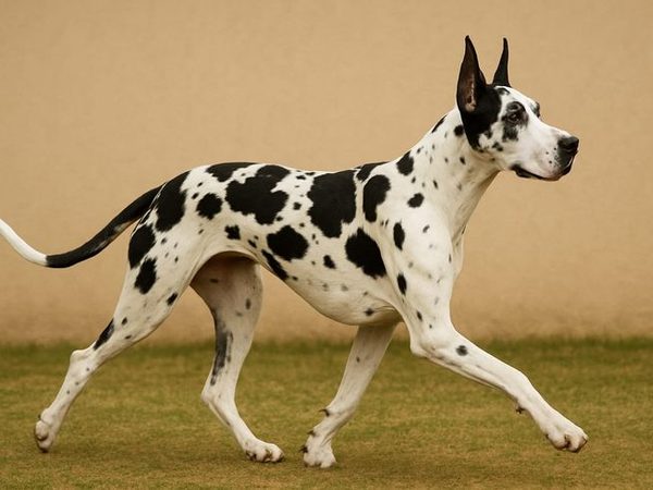 Dogue Allemand