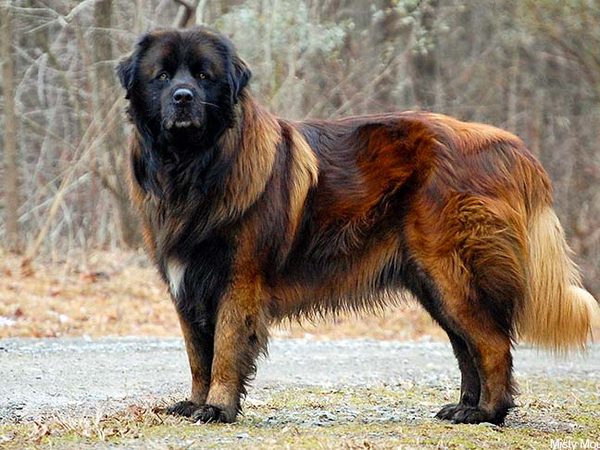 Estrela Mountain Dog