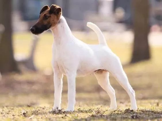 Fox Terrier