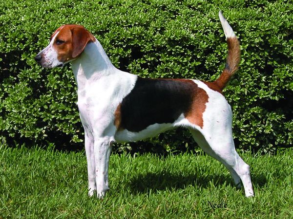 Foxhound Anglais