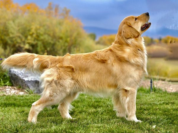 Golden Retriever