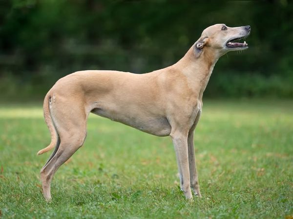 Greyhound