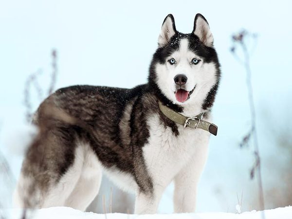 Husky de Kamtchatka