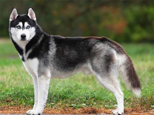 Husky Sibérien