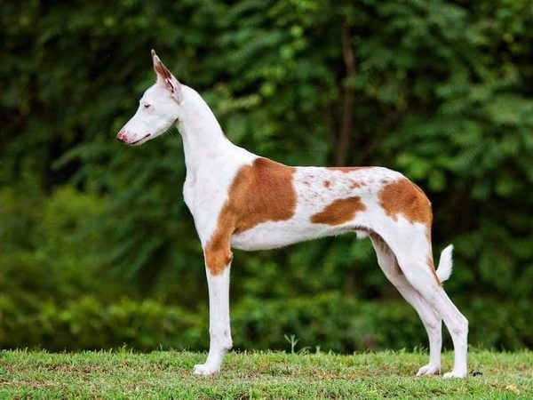 Ibizan Hound
