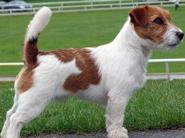 Jack Russell Terrier