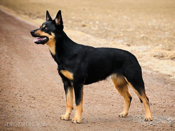 Kelpie Australien