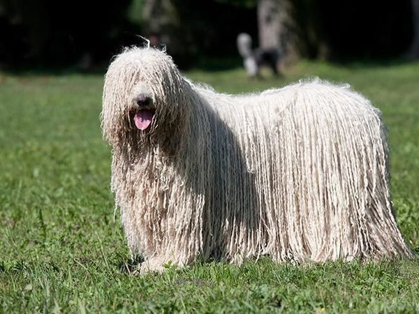 Komondor