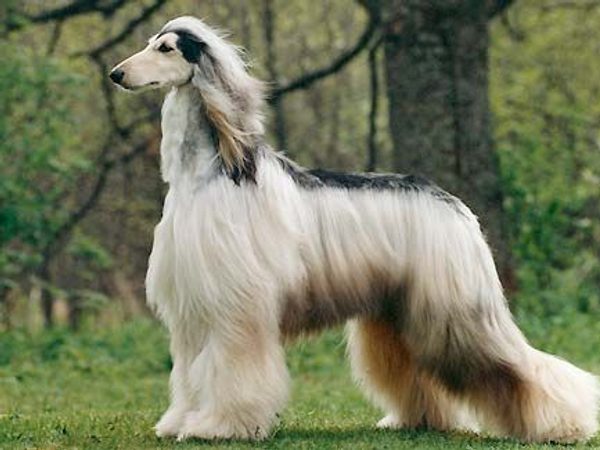 Lévrier Afghan