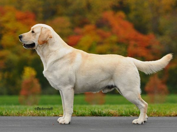 Labrador Retriever
