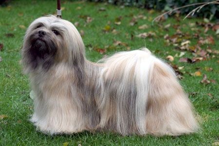 Lhassa Apso