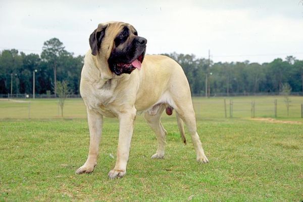 Mastiff