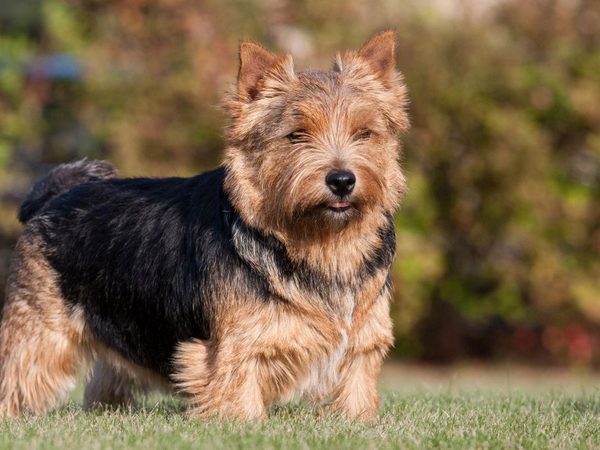 Norwich Terrier