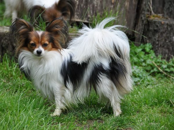 Papillon