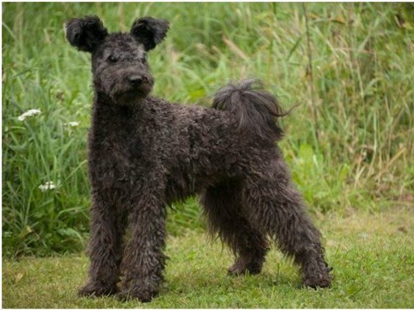 Pumi