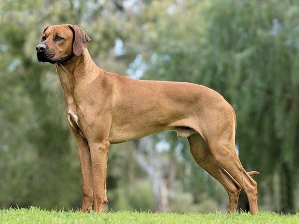Rhodesian Ridgeback