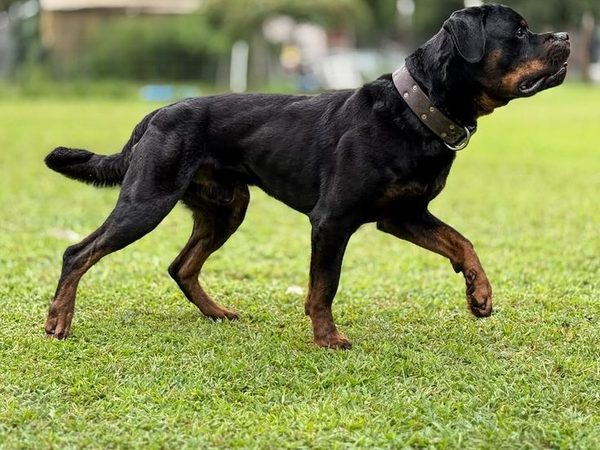 Rottweiler