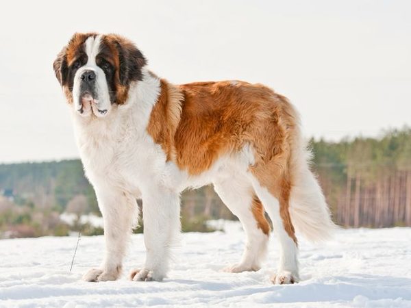 Saint-Bernard