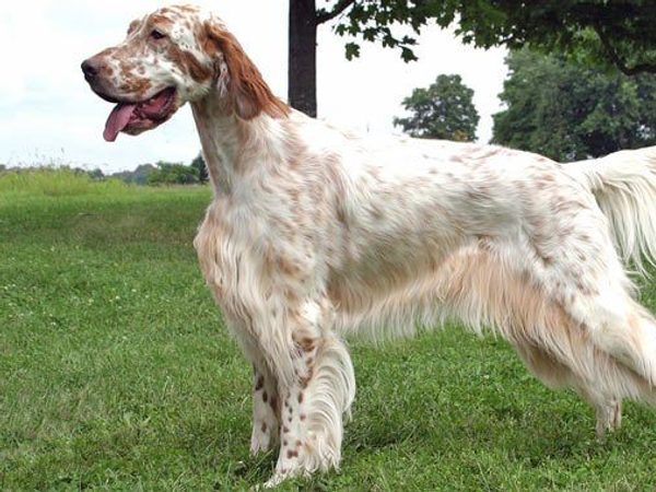Setter Anglais