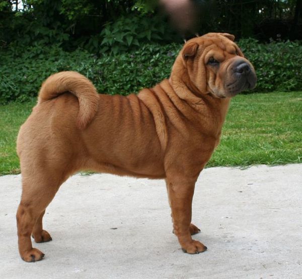 Shar Pei