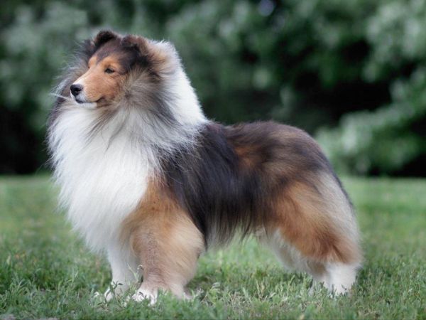 Shetland Sheepdog
