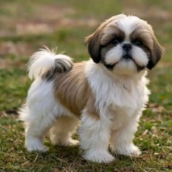 Shih Tzu