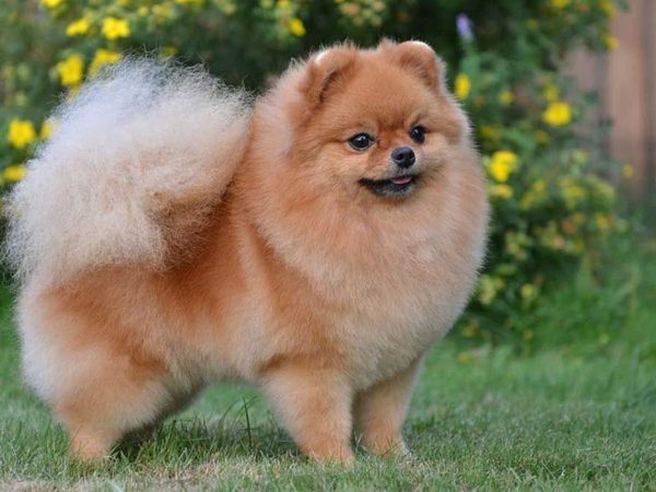 Spitz Nain