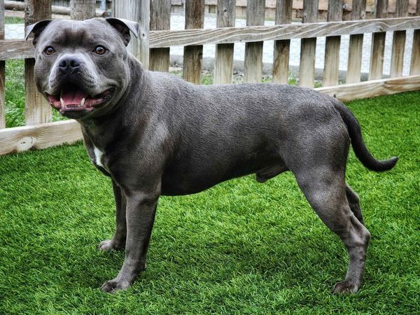 Staffordshire Bull Terrier