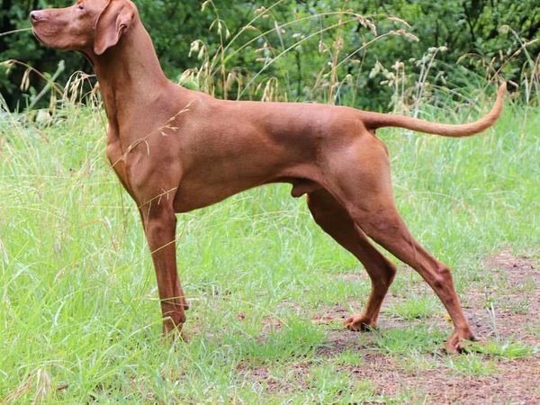 Vizsla