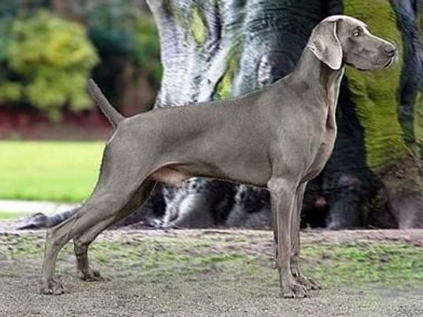 Weimaraner