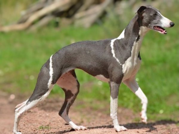 Whippet