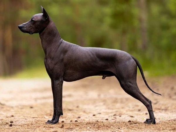 Xoloitzcuintle